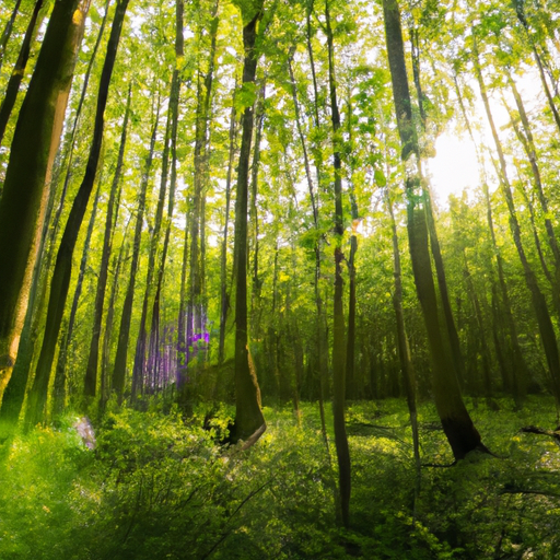 Lesné túry: Objevte krásu a jedinečnosť lesa